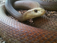 Australian Taipan snake