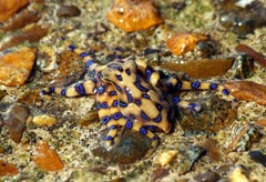 Deadly dbue ringed octopus
