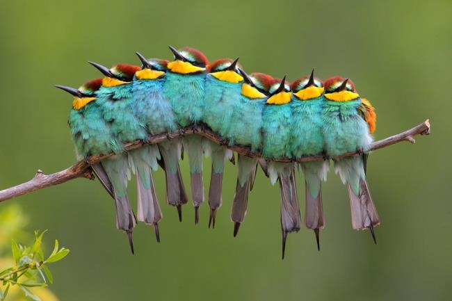 bird caterpillar illusion