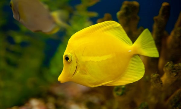 beautiful yellow tang fish