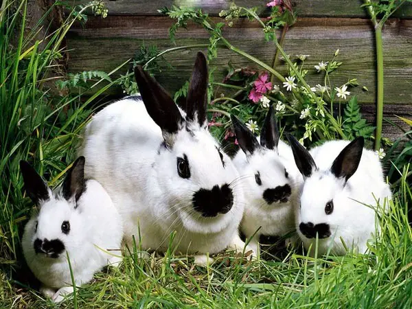 bunny rabbits in the garden