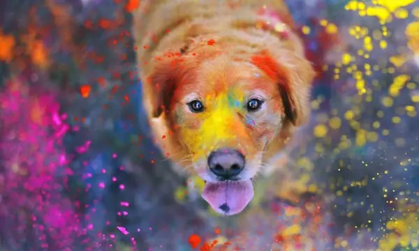 dog explosion of colors wide wallpaper