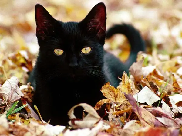lovely majestic eyes cat