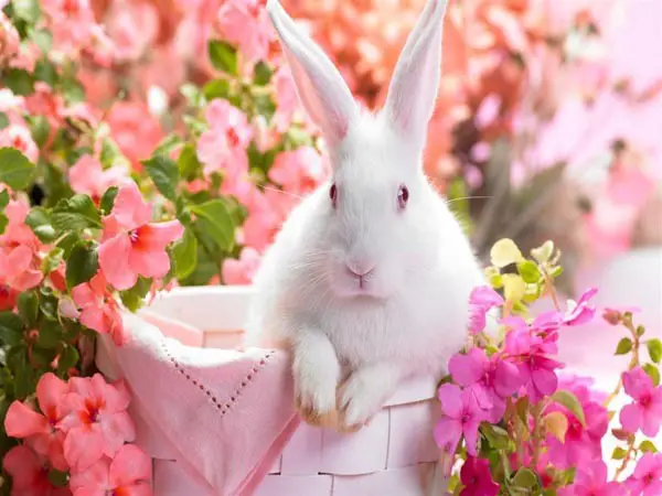 nice rabbit in flowers