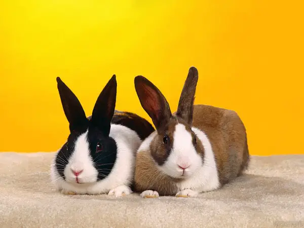 pretty bunnies