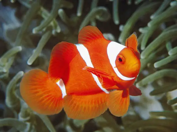 white and orange fish wallpaper