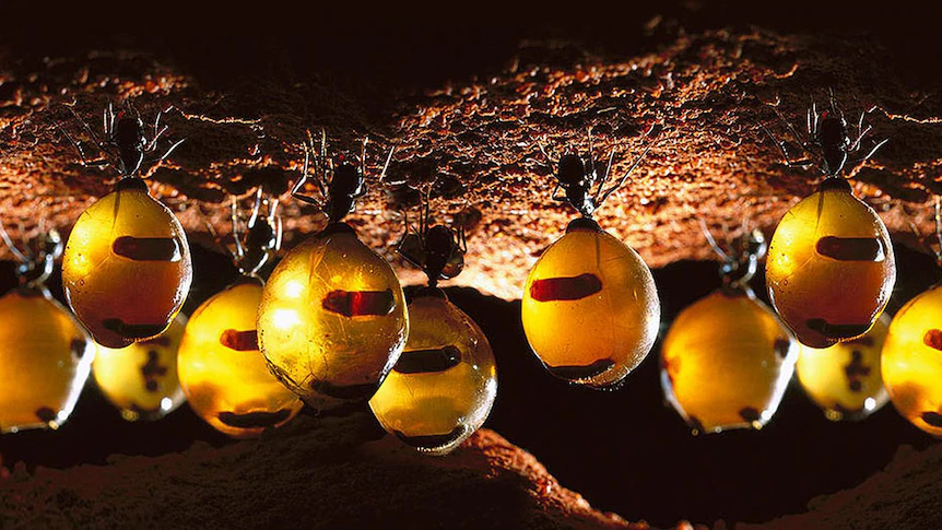 Australian Honeypot Ant