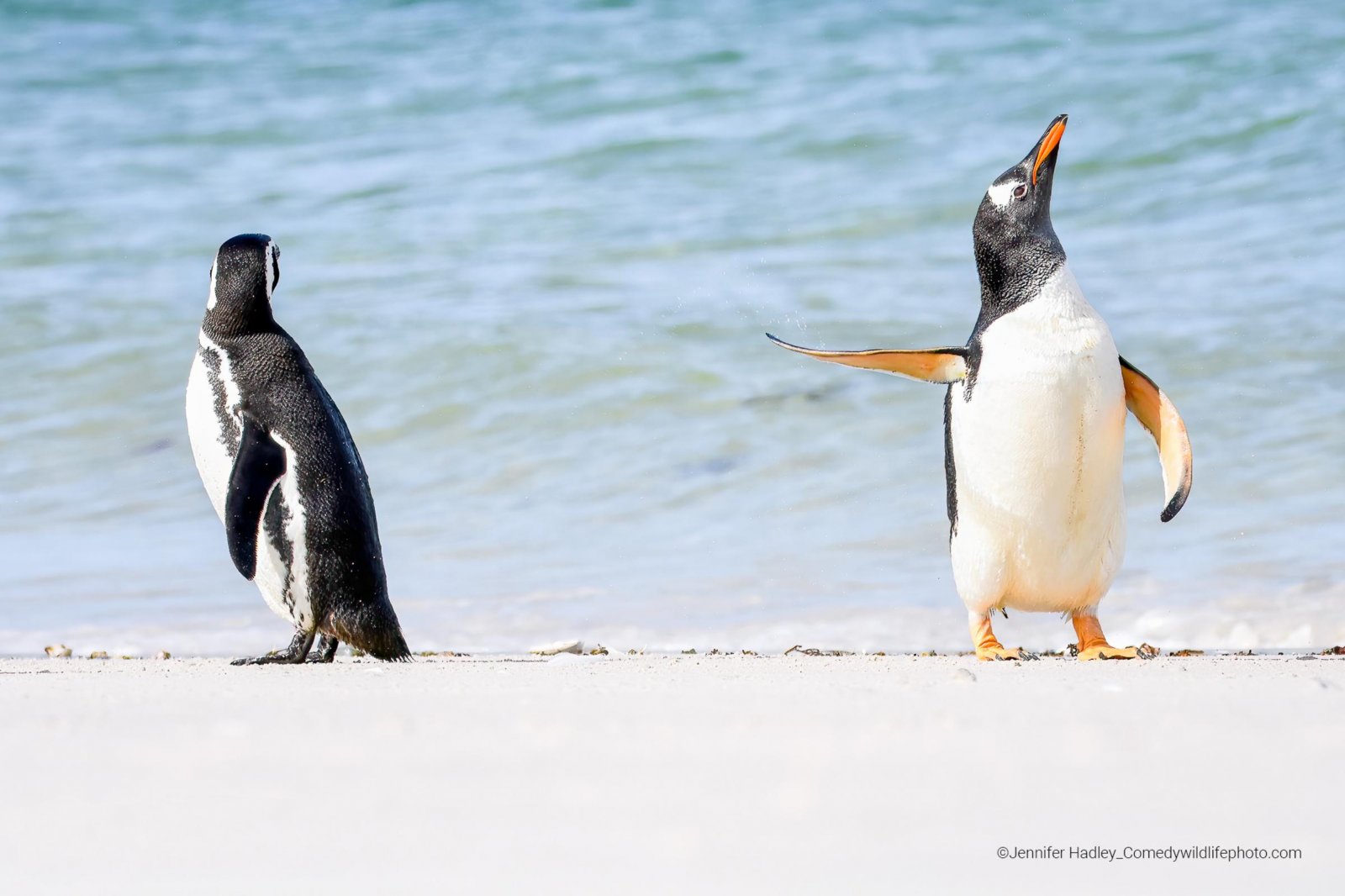 Funny Wildlife penguin image
