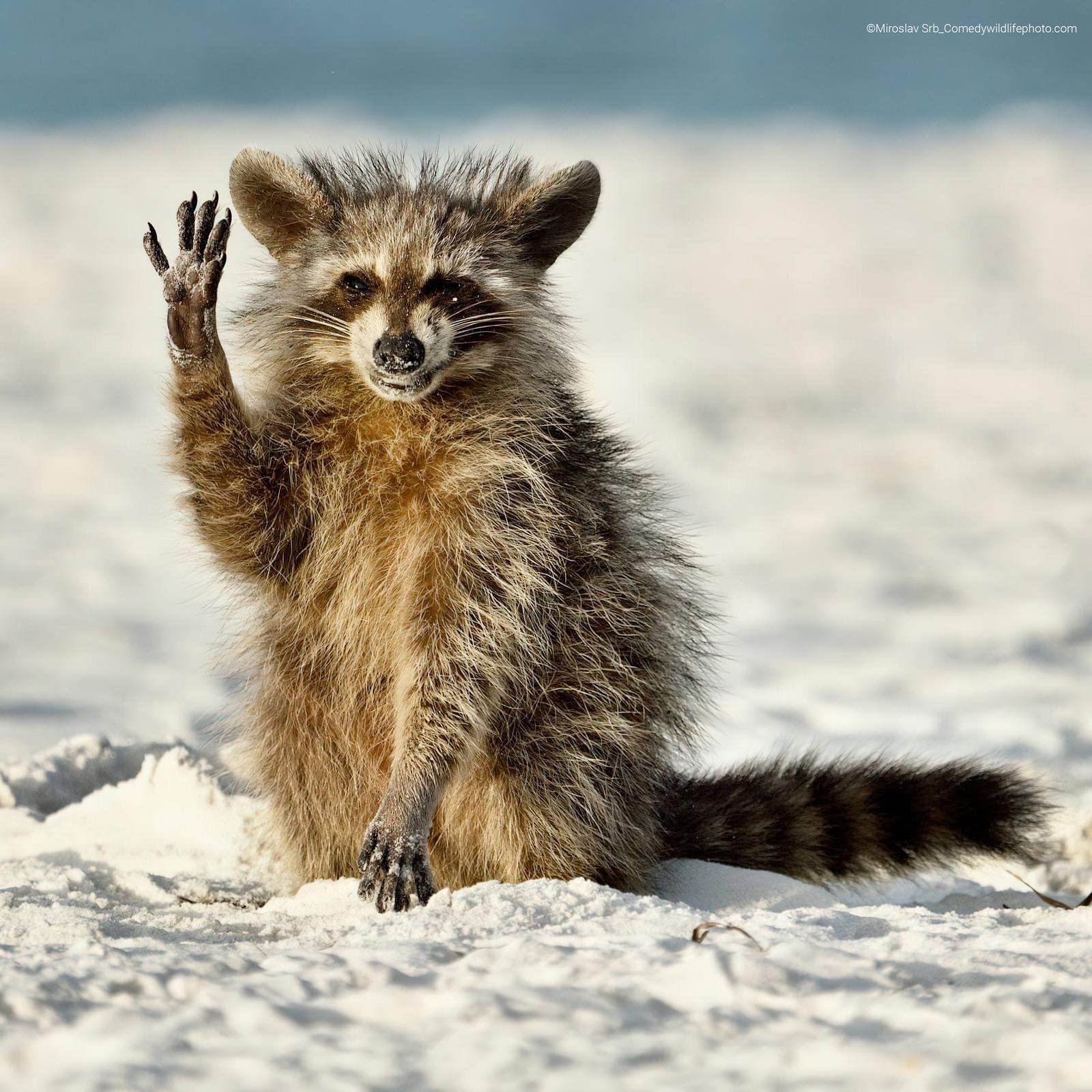 Funny Wildlife photo of a raccoon