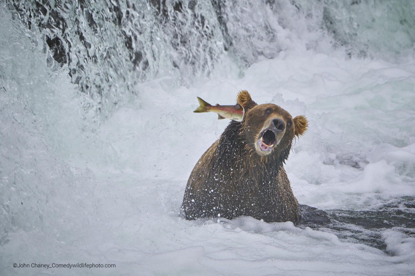 Funny wildlife photo of bear