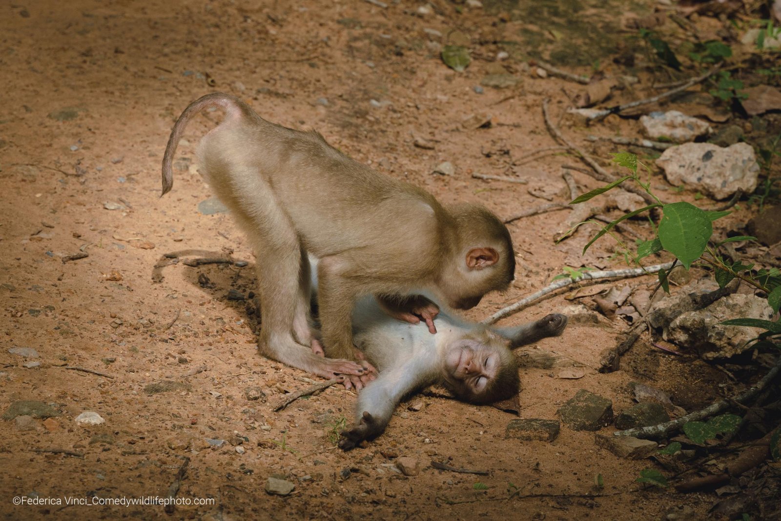 Funny wildlife photo of monkeys