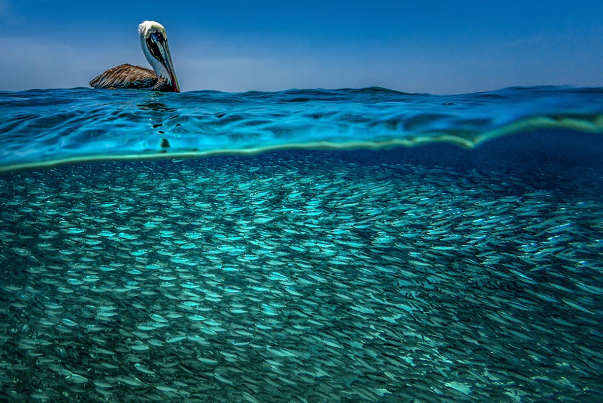 A Caribbean Brown Pelican Is Literally Floating On His Dinner