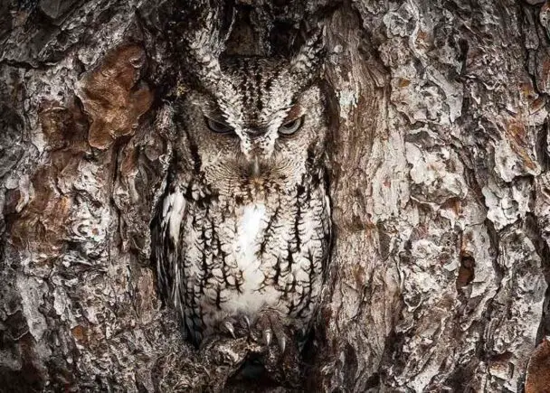 A Perfect Fit Camouflaged Owl