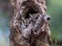 A Perfect Owl Pair Camouflaged Inside The Tree