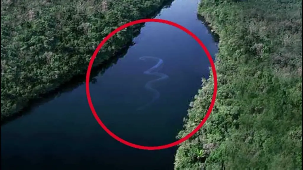 A Small Snake In The Water