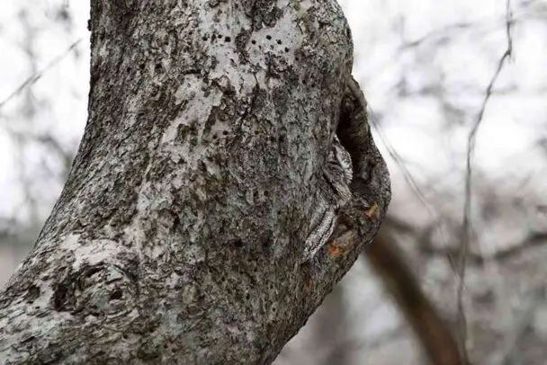 An Owl Sneak Peek From Inside A Tree