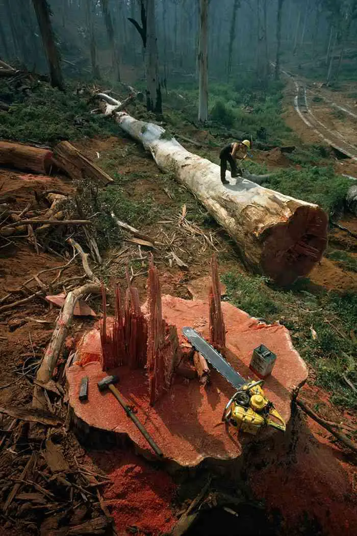 Australian Lumberjack