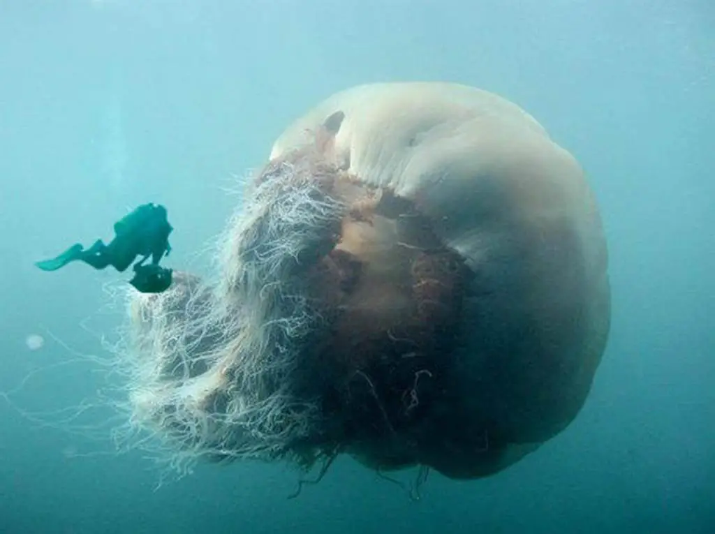 Can You Imagine What The Sting Of This Jellyfish Would Be Like