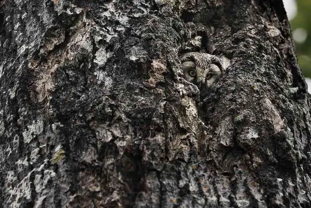 Can You See A Camouflaged Owl