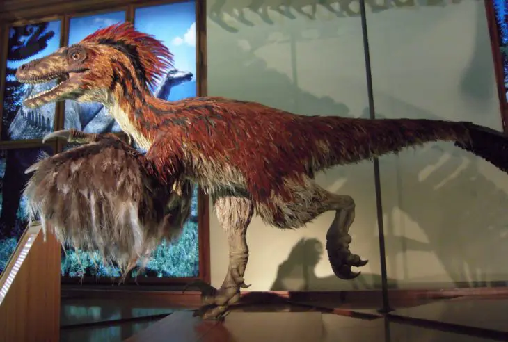 Dinosaurs Had Feathers