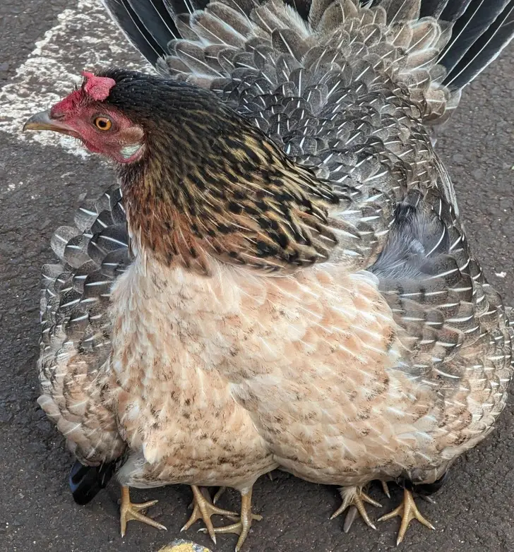 Does This Chicken Have A Few Extra Legs Look Again