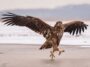 Eagle With Outstretched Wings