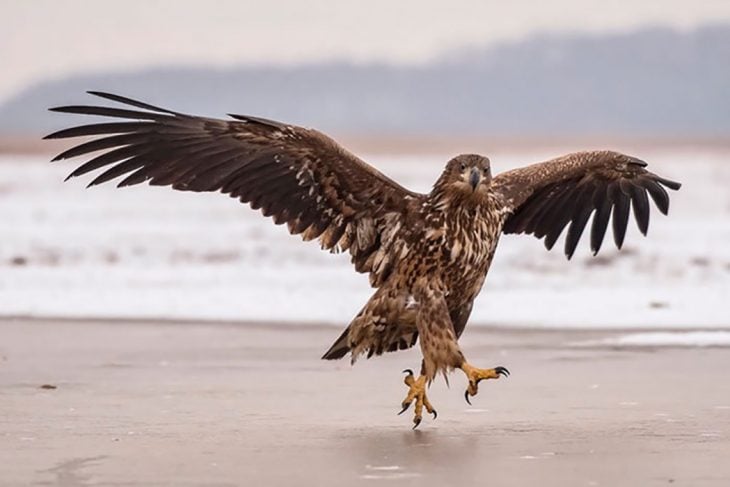 Eagle With Outstretched Wings