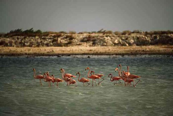 Flock Of Flamingos