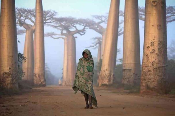 Girl And Baobabs In Madagascar