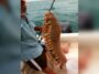 Go Fishing And Catch A Giant Sea Centipede