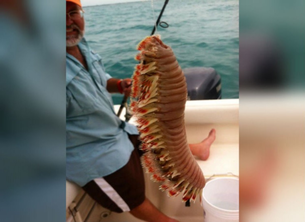 Go Fishing And Catch A Giant Sea Centipede