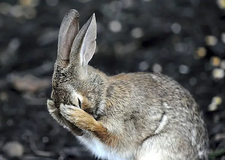 Hare Touching Her Little Face