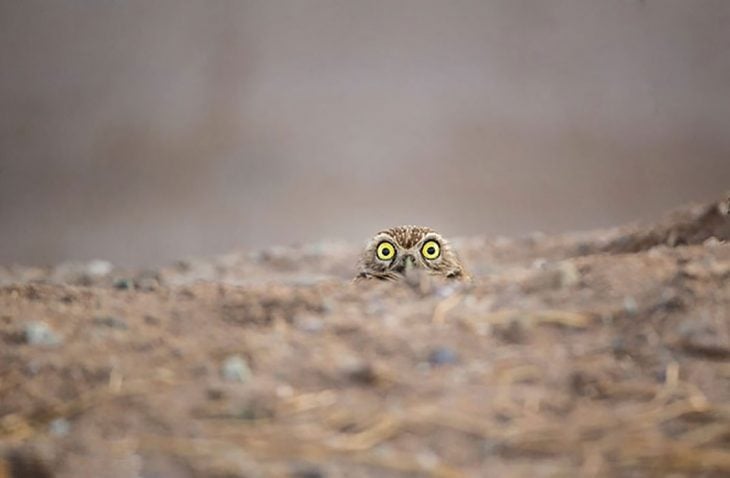 Hidden Owl