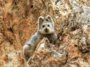 Ili Pika Had Been Thought To Be Missing Until It Was Captured In This Photograph