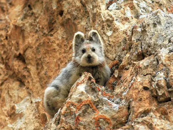 Ili Pika Had Been Thought To Be Missing Until It Was Captured In This Photograph
