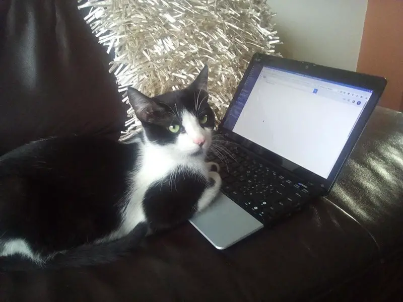 I'm Sending An Email; Leave Me Alone, Human