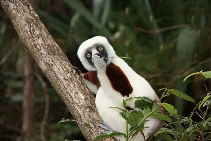 Lemur Covering Its Mouth