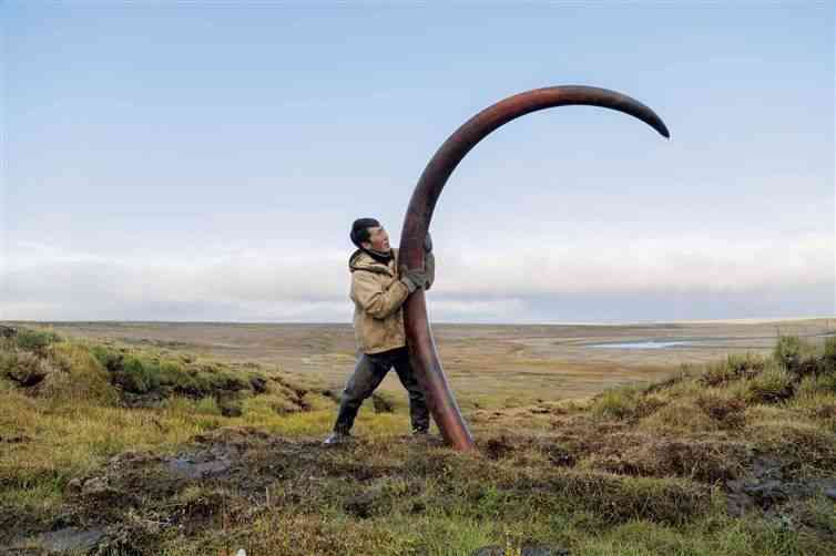 Mammoth Tusk Unearthed