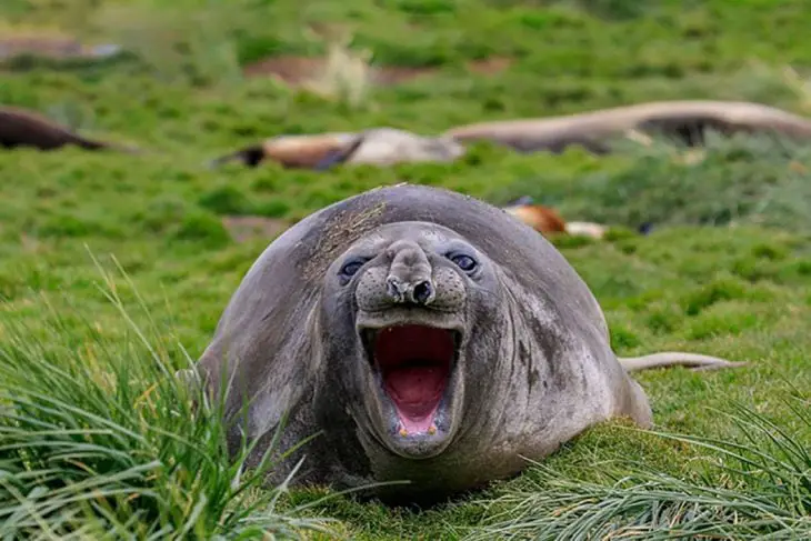Marine Animal Laughing