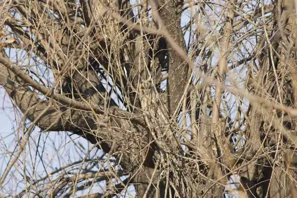 Owl Among The Branches