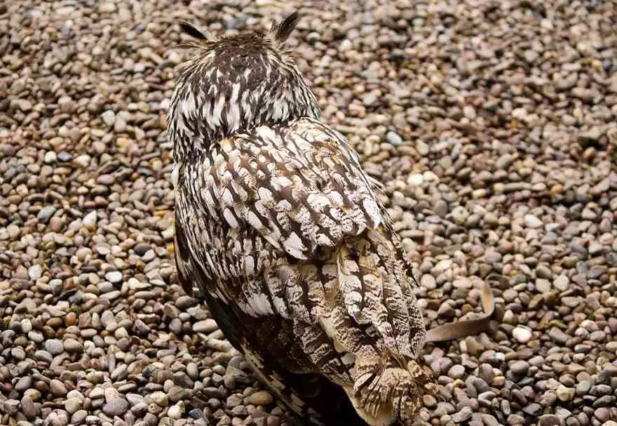 Owl Camouflaged With Small Sand Stones On Ground