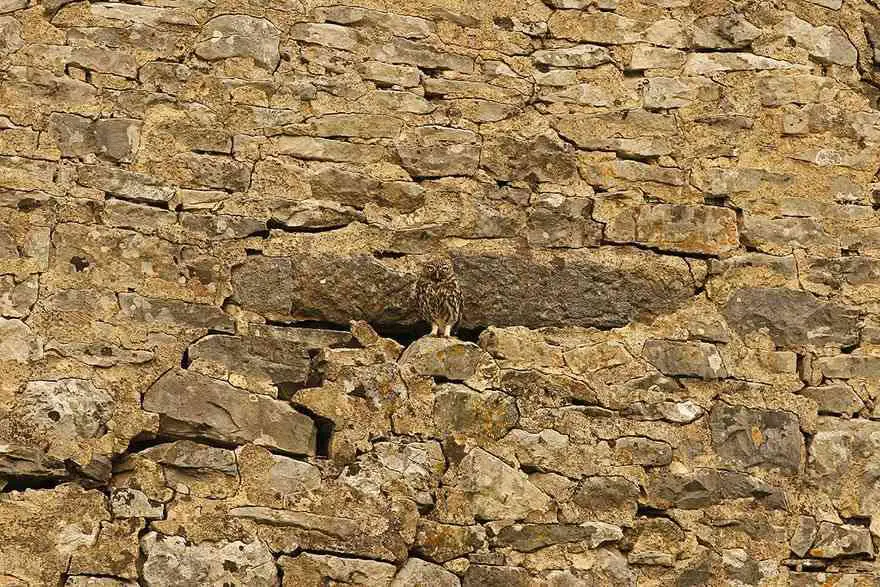 Owl Stones Camouflage