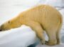 Polar Bear Lying On Ice