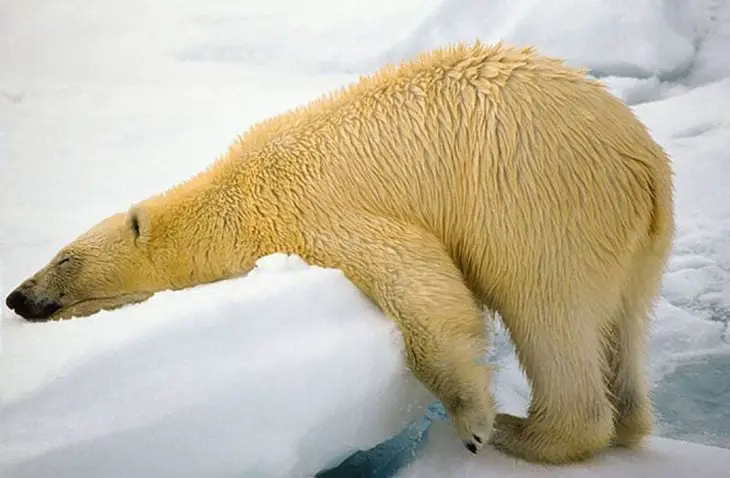 Polar Bear Lying On Ice
