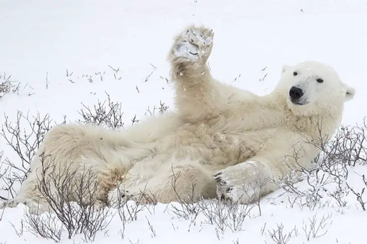Polar Bear Waving