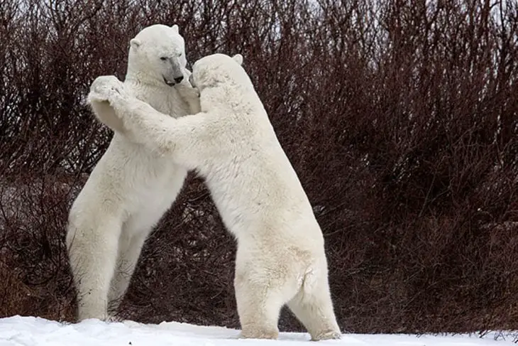 Polar Bears Standing
