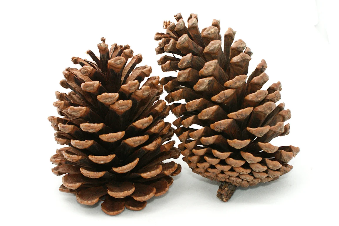 Save Pine Cones To Make A Bed On Top Of Your Plants