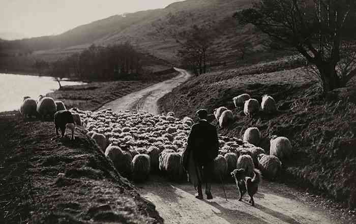 Scottish Shepher