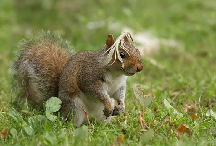 Squirrel With Twig On Its Head