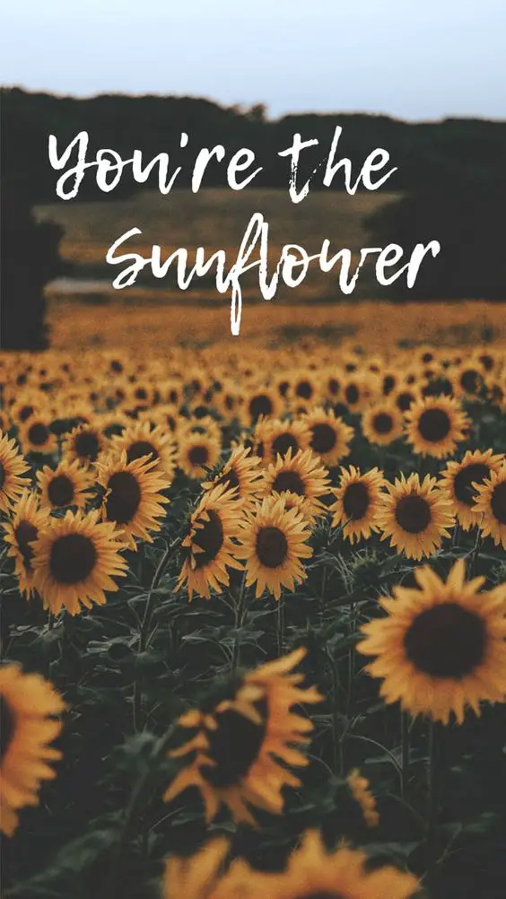 Sunflowers wallpapaer